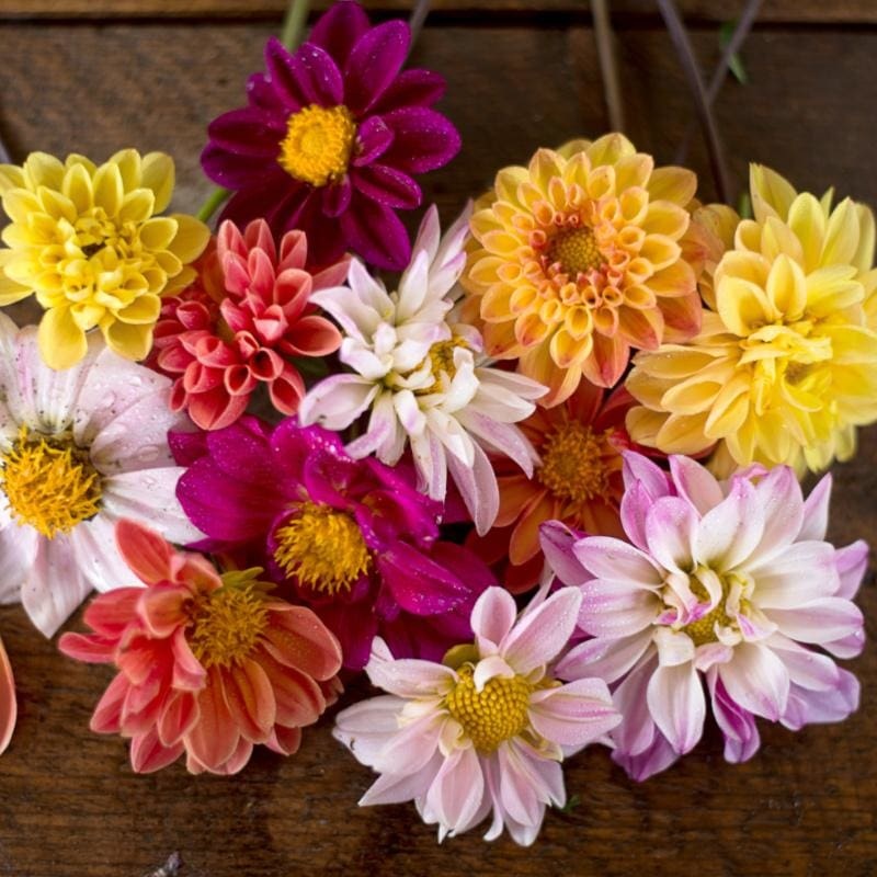 Double Extreme Dahlia