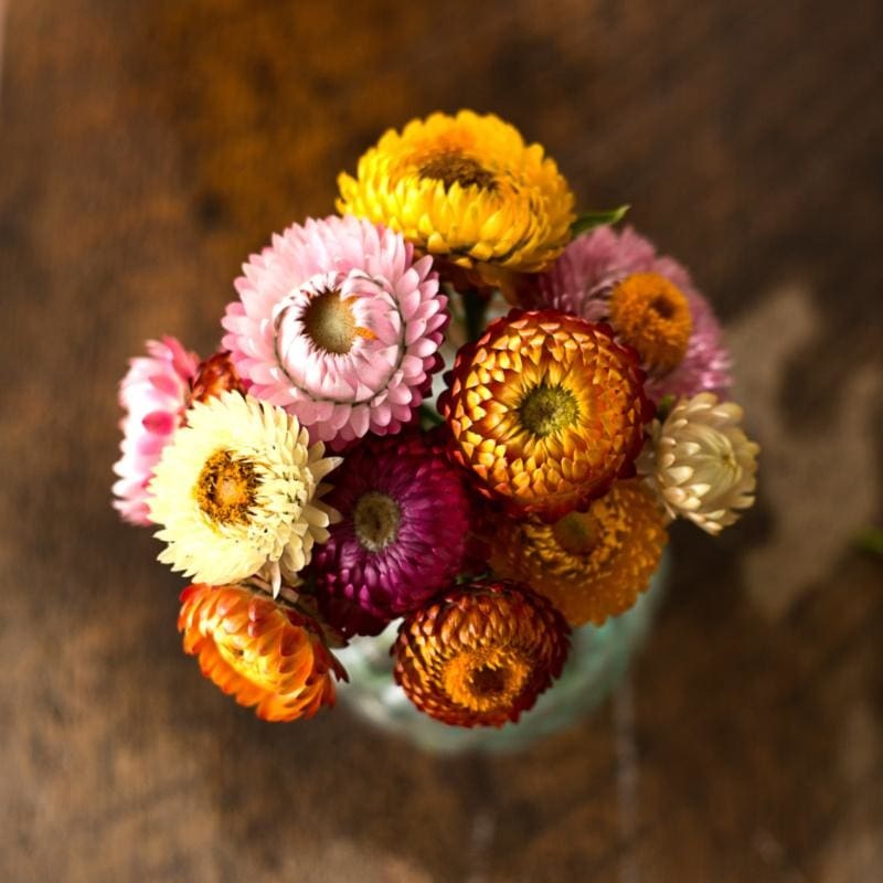 Dwarf Mix Strawflower|Default
