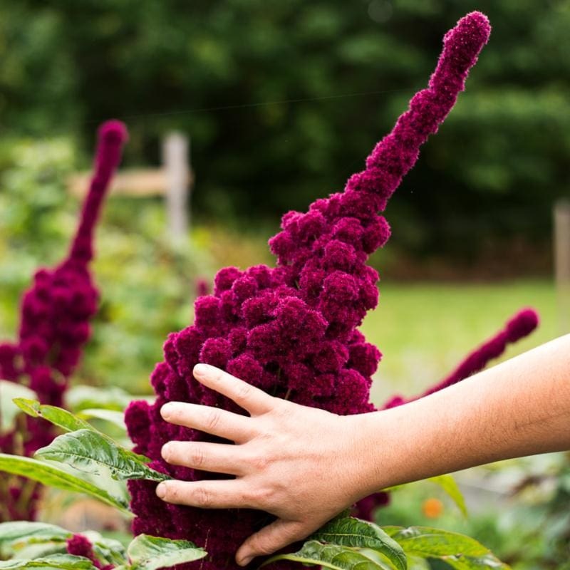 Elephant Head Amaranth