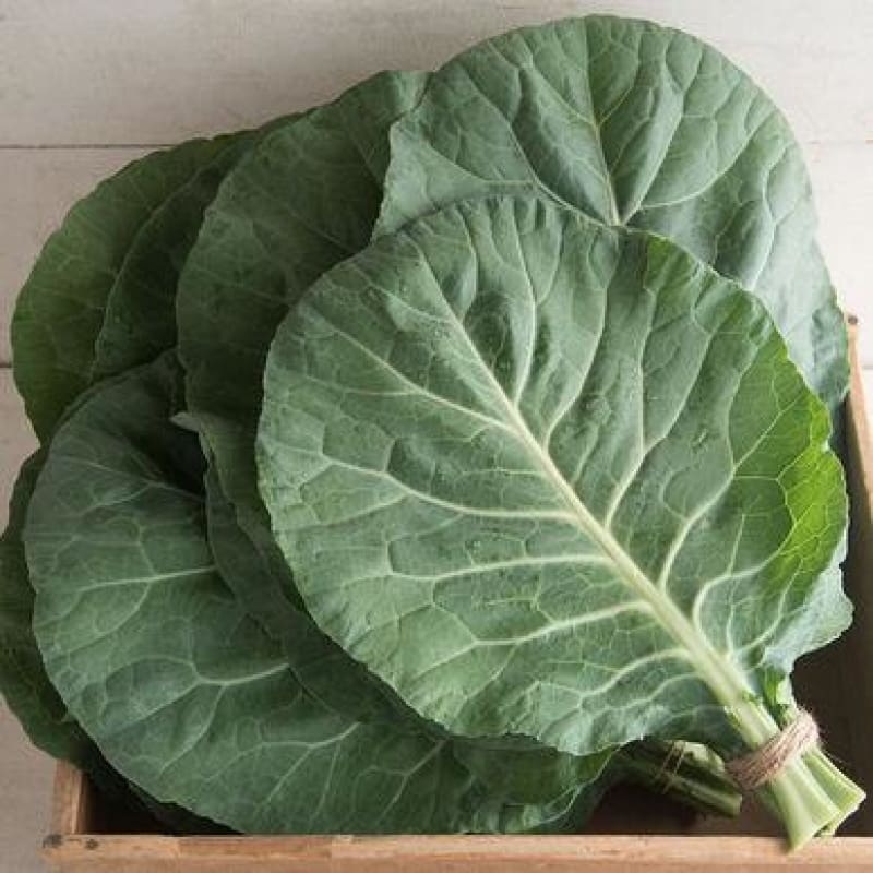 Flash Collards (F1 Hybrid, 55 Days)