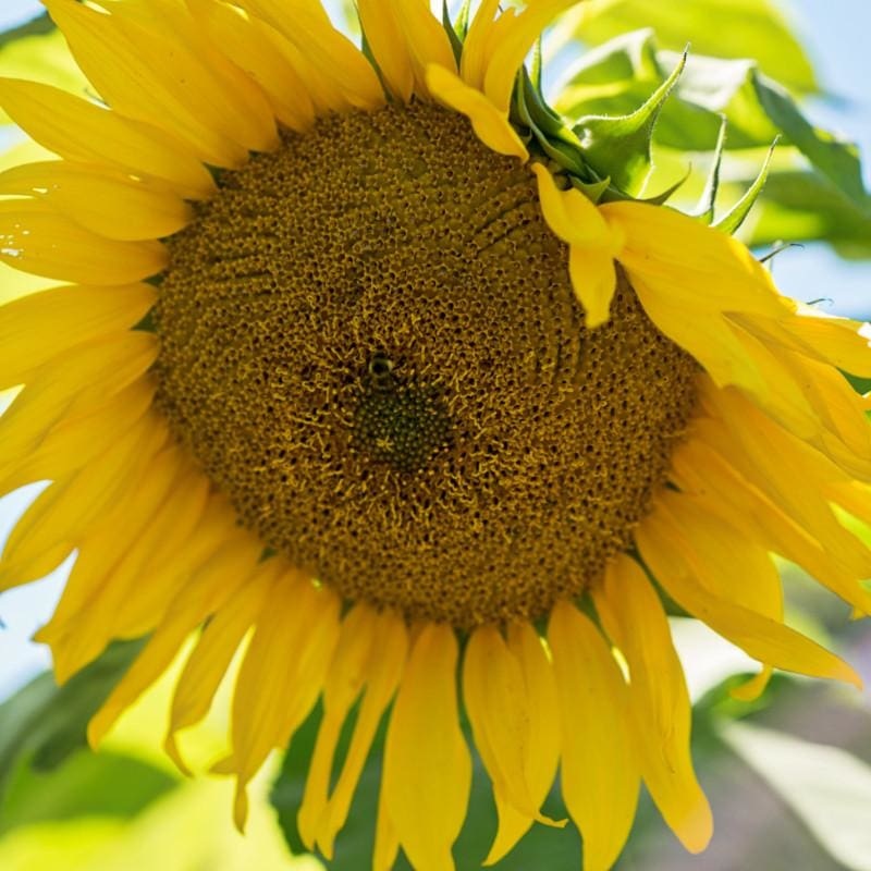 Giant Gray Stripe Sunflower|Default