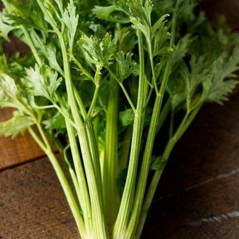 Golden Self Blanching Celery (Heirloom 105 Days)