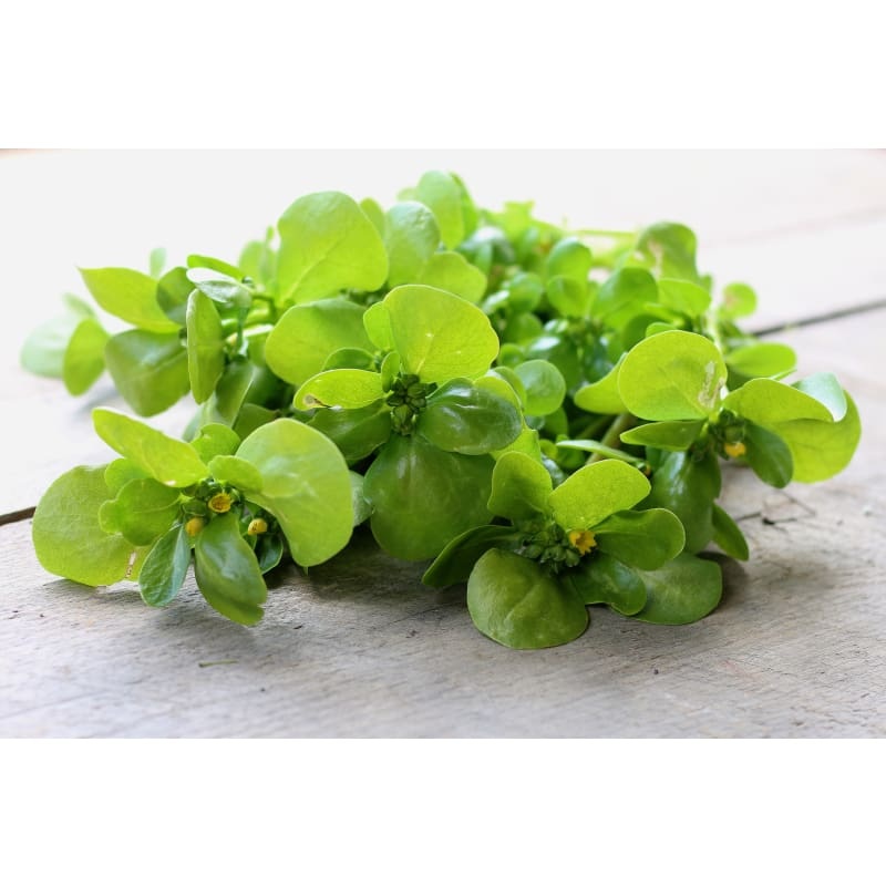 GOLDGELBER PURSLANE (50 days)