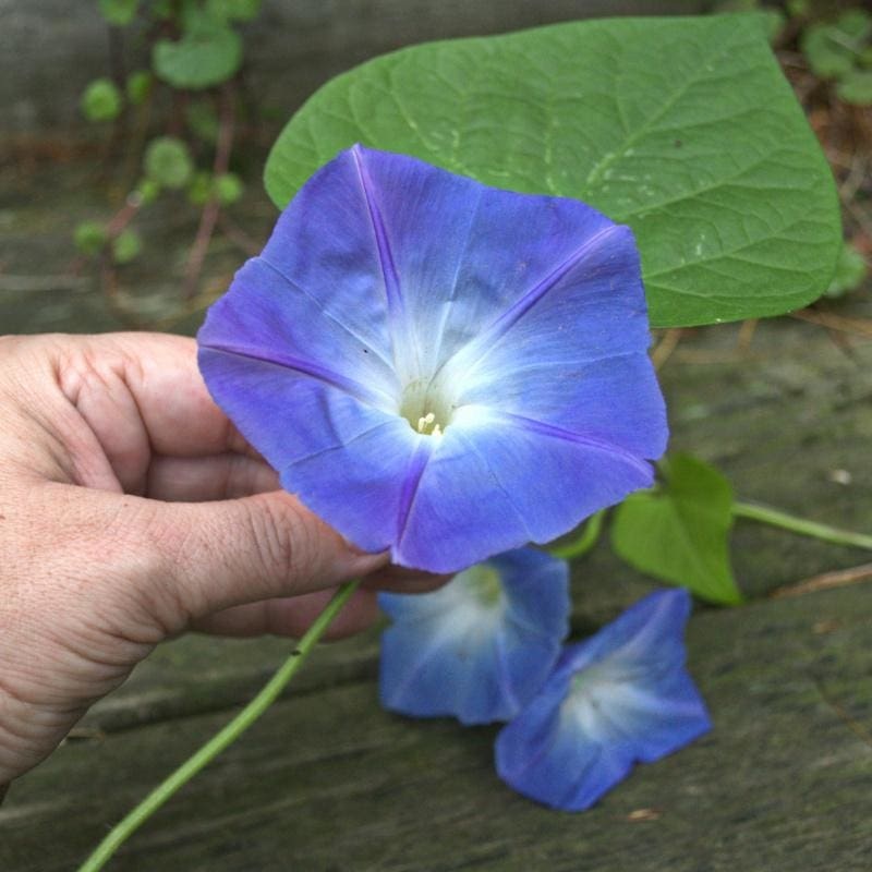 Heavenly Blue Morning Glory