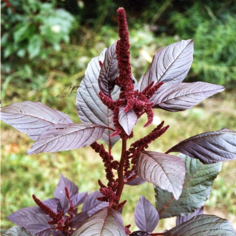 Hopi Red Dye Amaranth (45 Days)