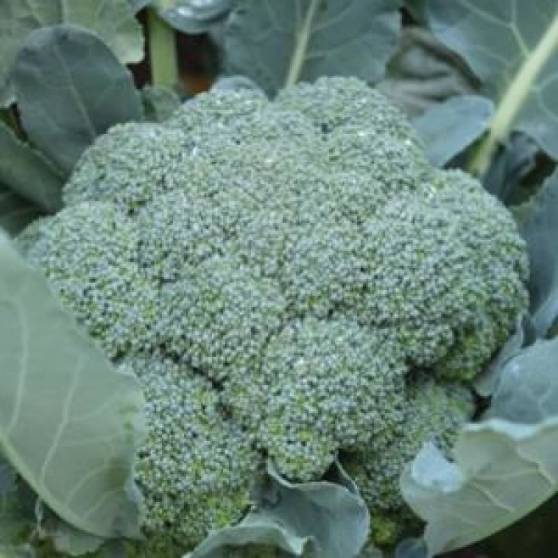 Imperial Broccoli (F1 Hybrid 70 Days)