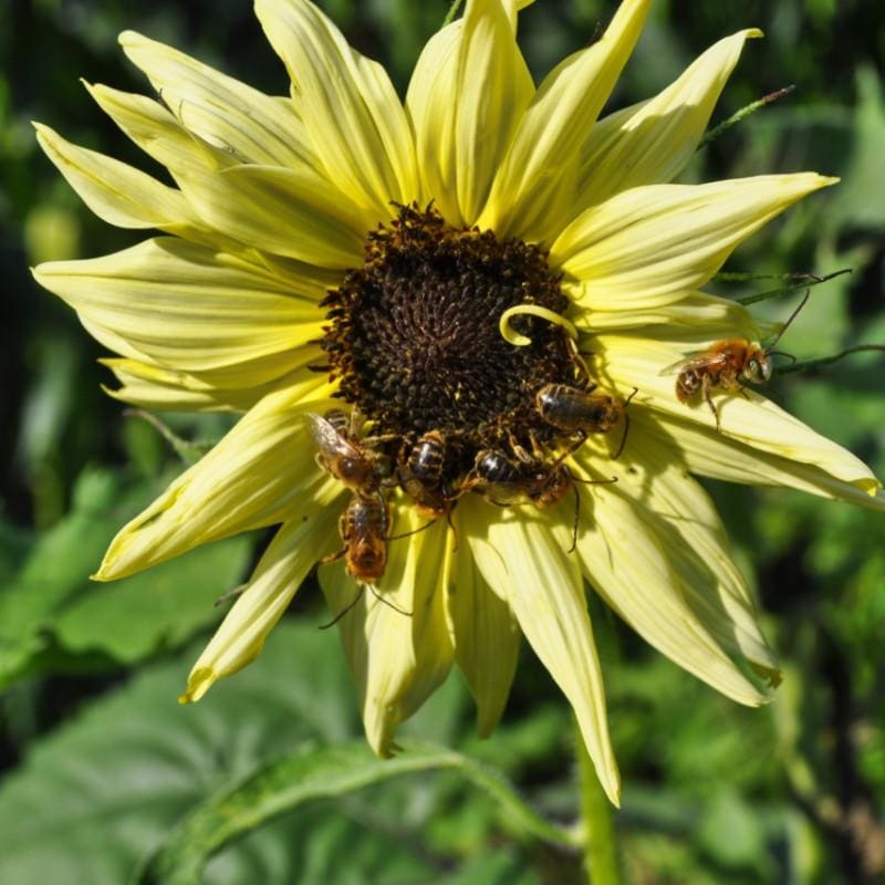 Italian White Sunflower|Default