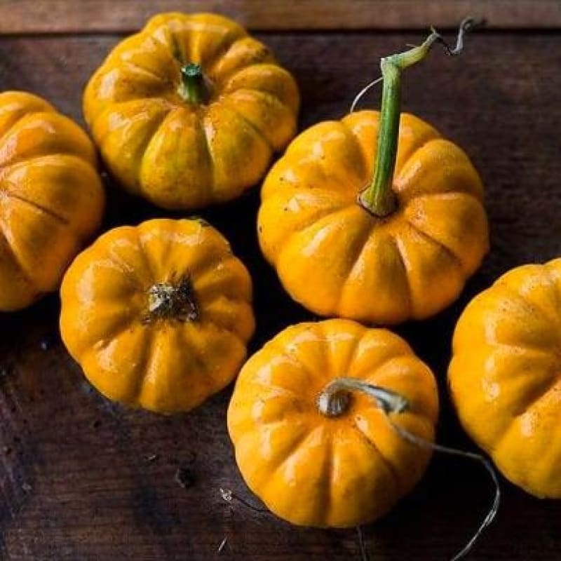 Jack Be Little Pumpkin (85 Days)