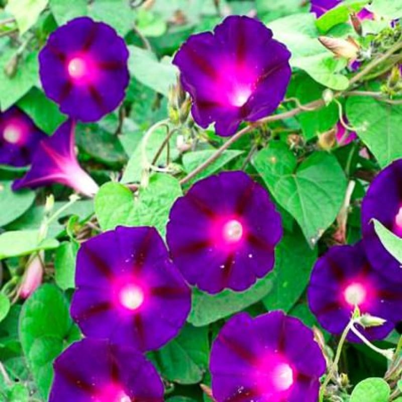 Knowlains Black Morning Glory|Default
