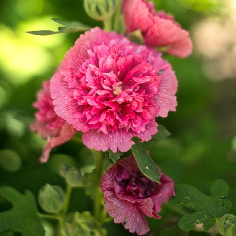 Majorette Mix Hollyhock|Default