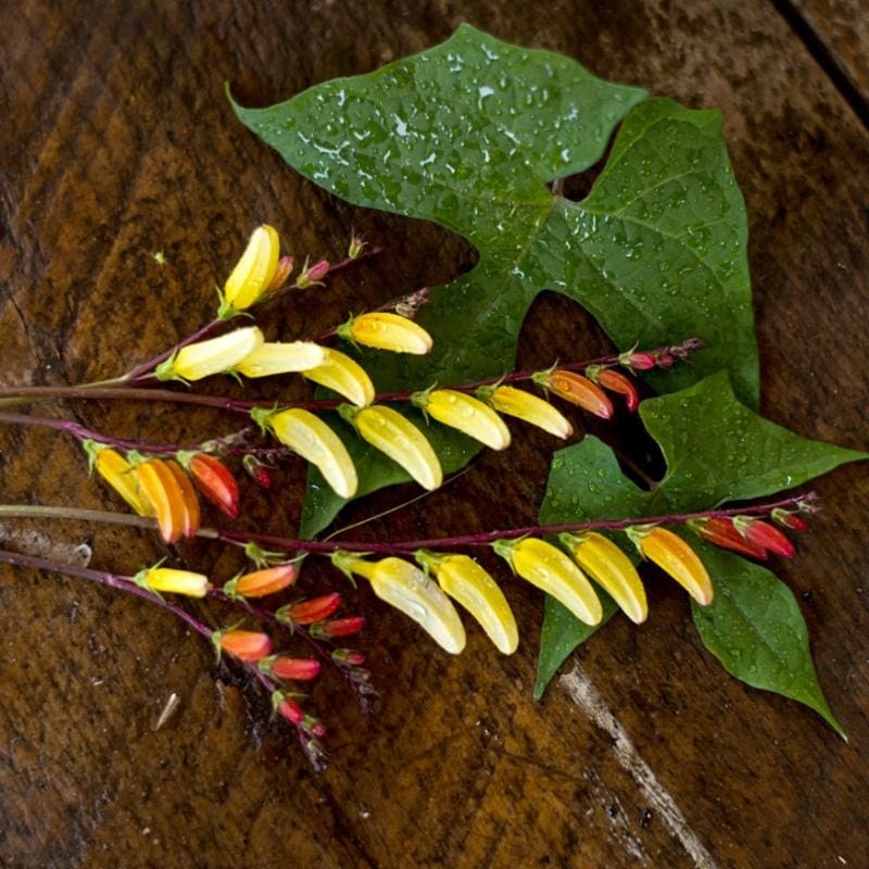 Mina Lobata