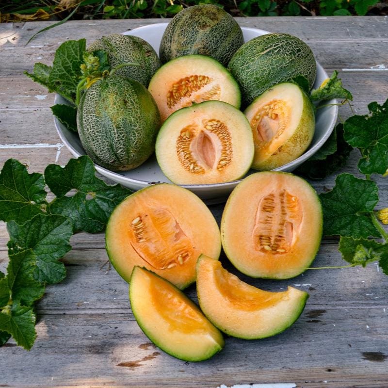 Minnesota Midget Melon (60 Days)
