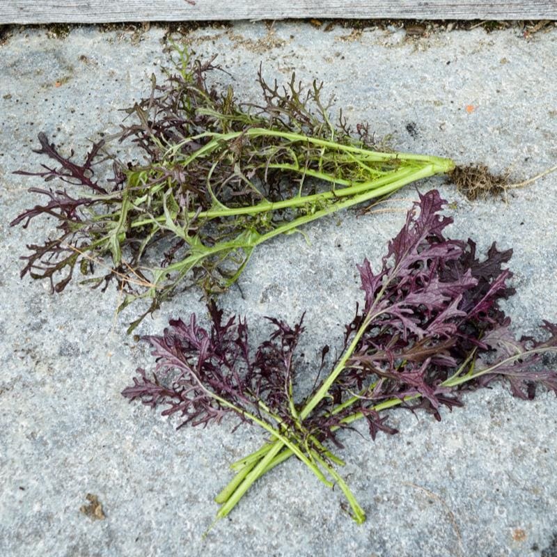 Mizuna Red Streaked Mustard (20-45 Days)