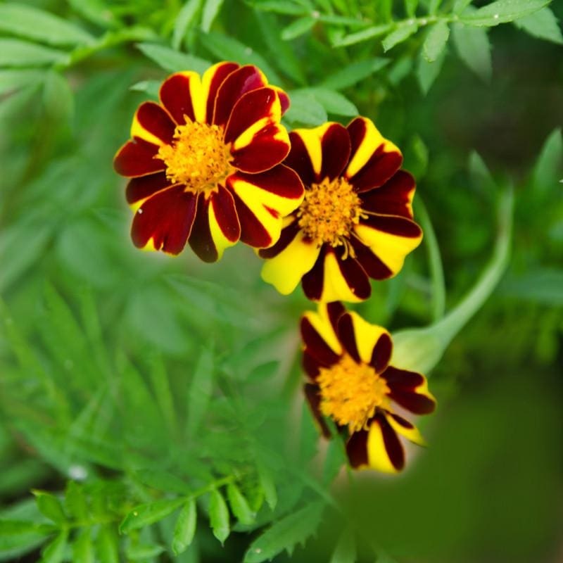 Mr Majestic Marigold|Default