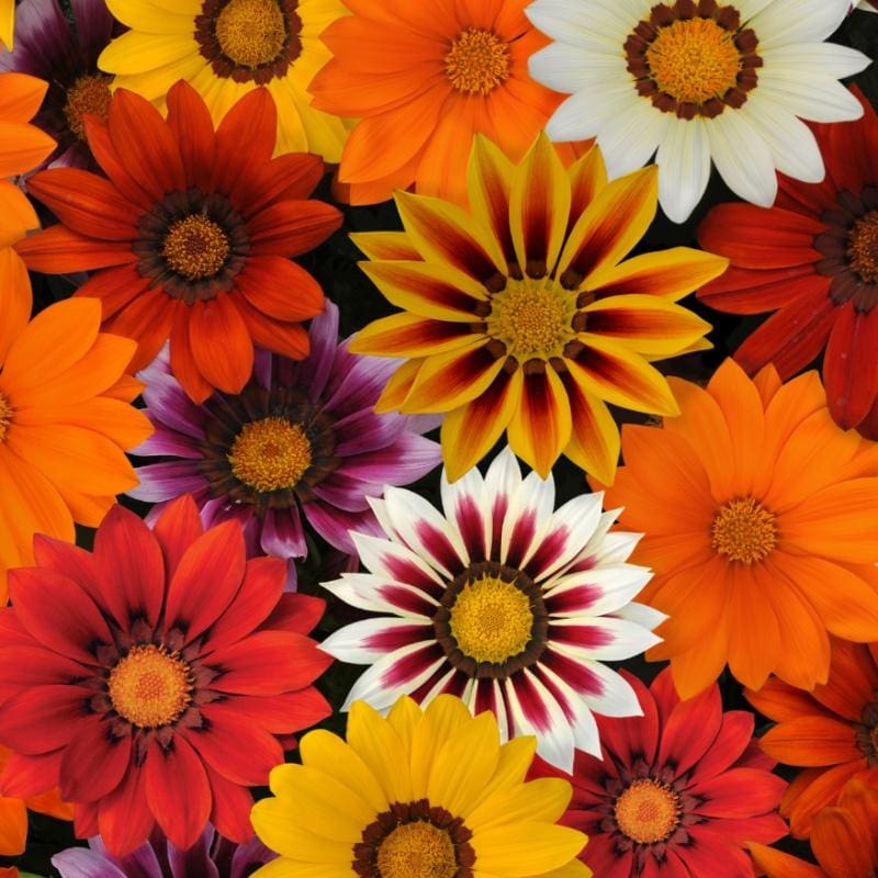 New Day Mix Gazania