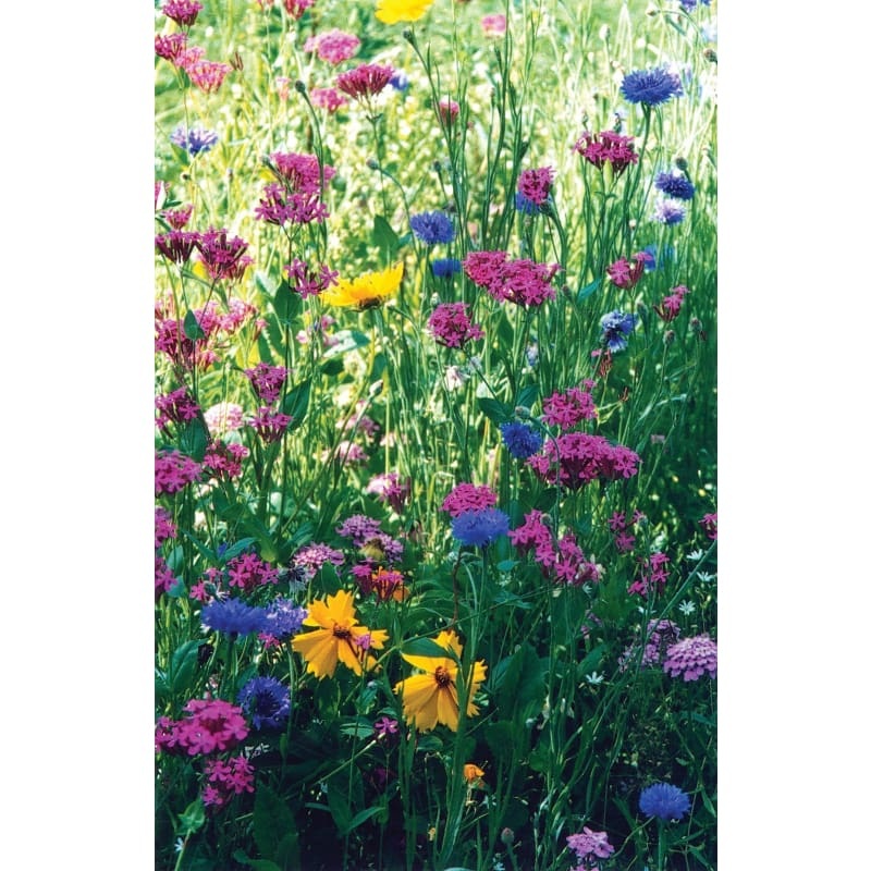North American Wildflower Mix