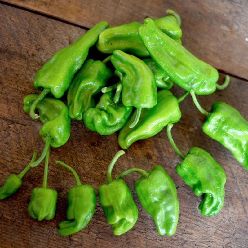 Padrn Pepper (Heirloom 60 Days)