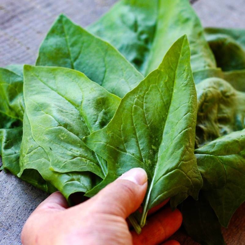 Palco Spinach (Organic F1 Hybrid 38 Days)