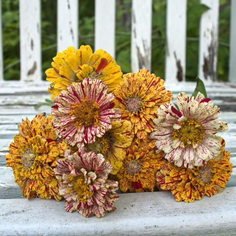 Peppermint Stick Zinnia