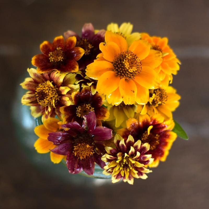 Persian Carpet Zinnia|Default