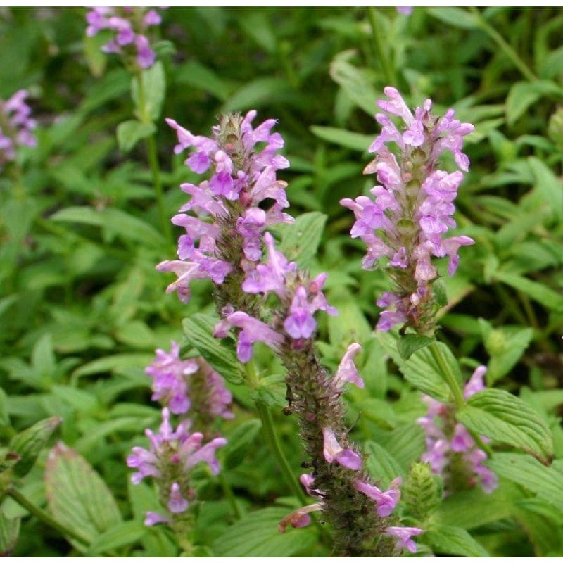 Pink Catmint