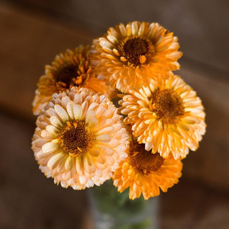 Pink Surprise Calendula