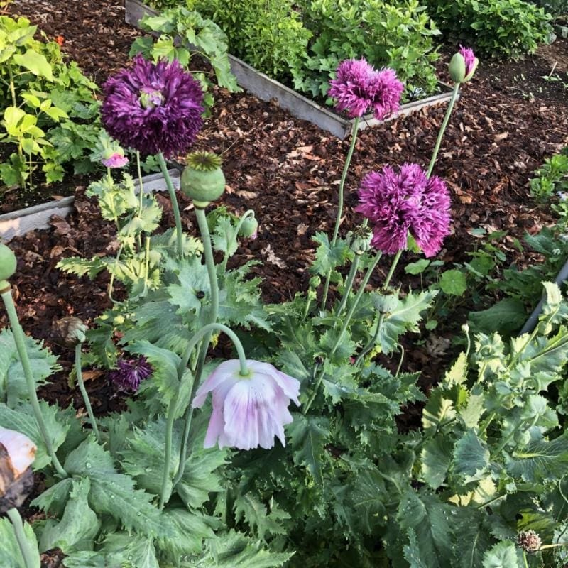 POPPY – BREADSEED PINETREE MIX