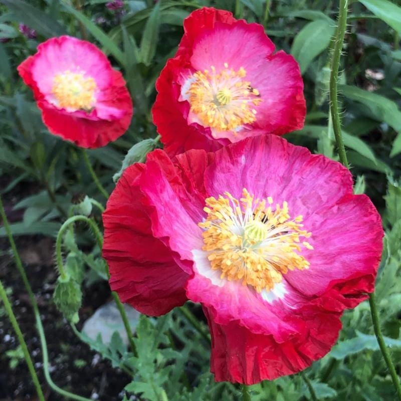 POPPY – SHIRLEY DOUBLE MIX
