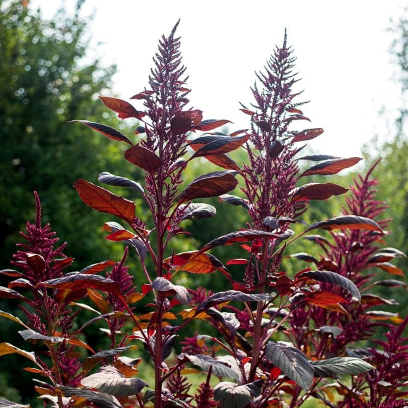 Red Garnet Amaranth (55 Days)