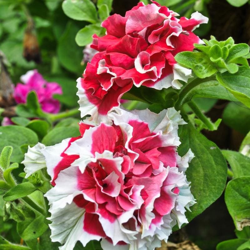 Red Pirouette Petunia