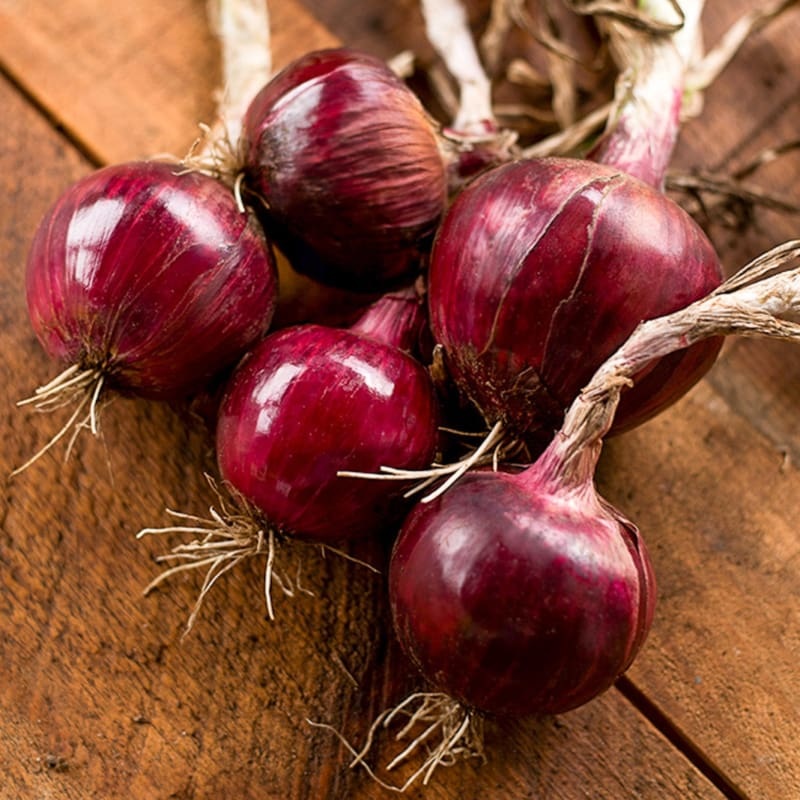 Redwing Onion (F1 Hybrid 110 Days)