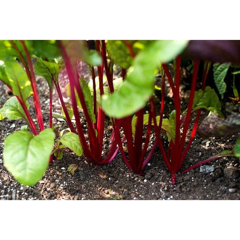 Rhubarb Swiss Chard (55 Days)