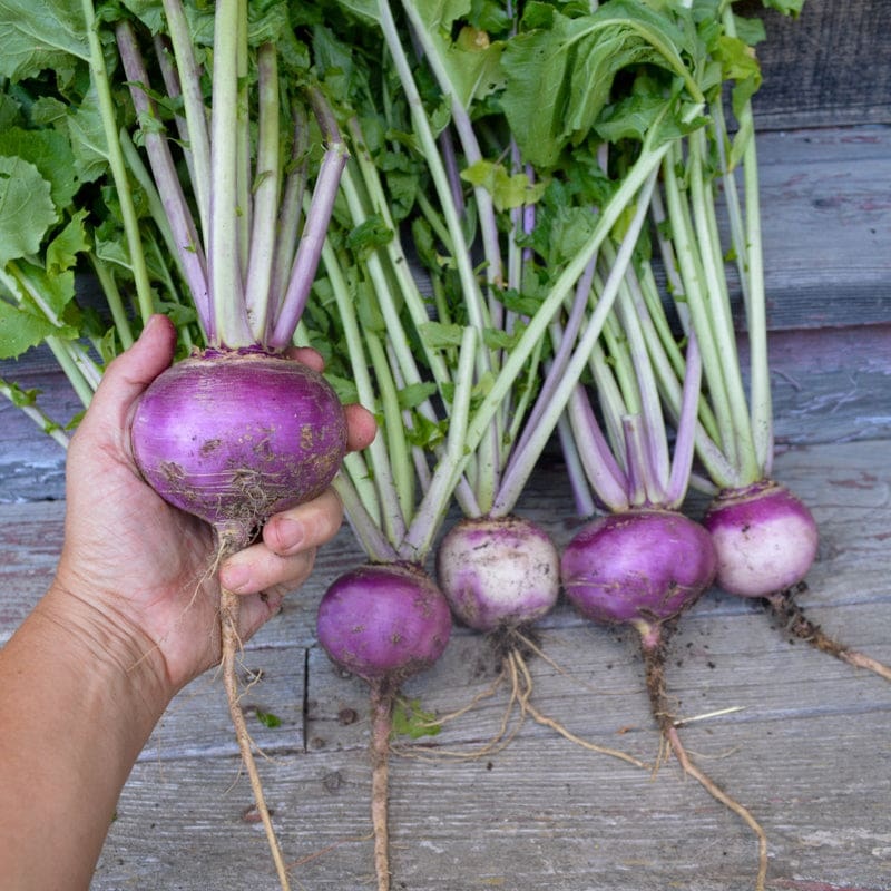 Royal Crown Turnip (F1 Hybrid, 52 Days)