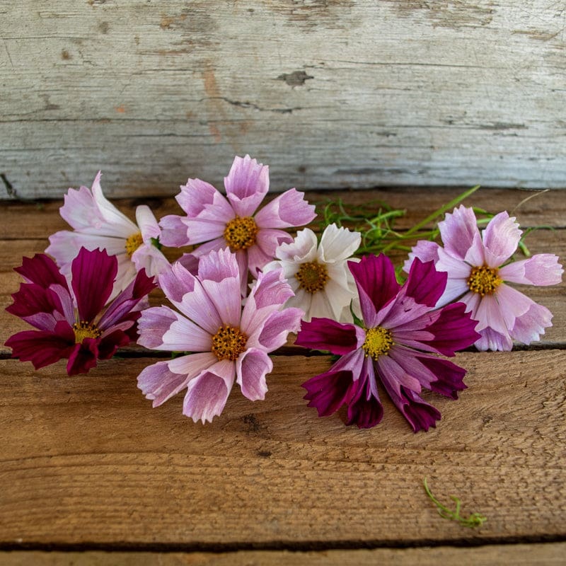 Sea Shell Mix Cosmos|Default