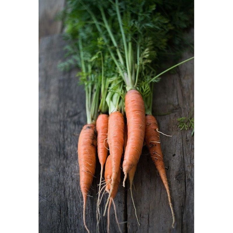 St Valery Carrot (Heirloom 60-80 Days)
