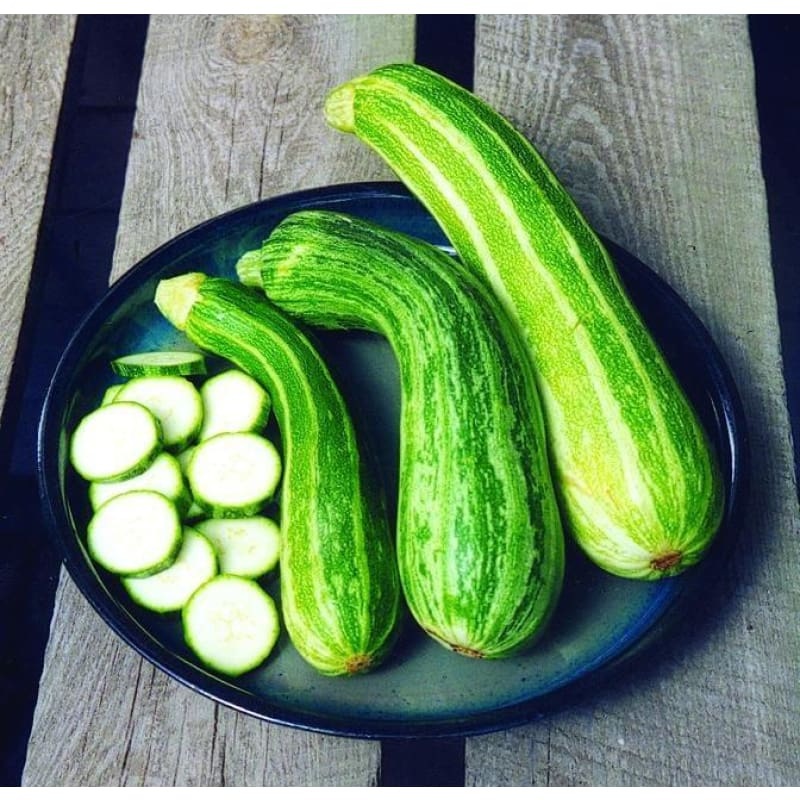 Striata D’ Italia Summer Squash (Heirloom, 50 Days)