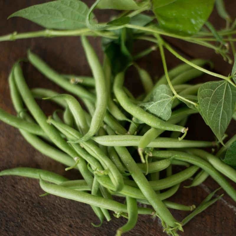 Stringless Green Pod Bush Bean (Heirloom 50 Days)