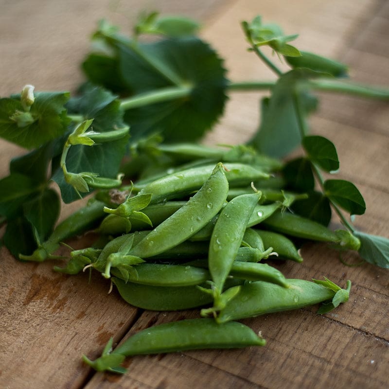 Sugar Sprint Pea (58 Days)