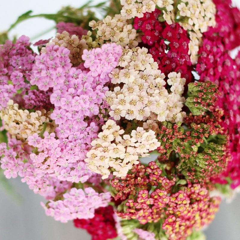 Summer Pastels Yarrow
