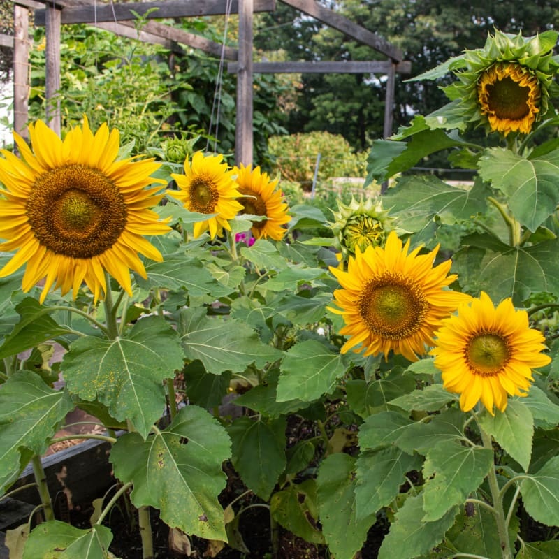 Sunspot Sunflower|Default