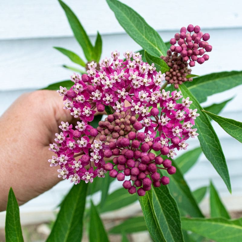 Swamp Milkweed|Default