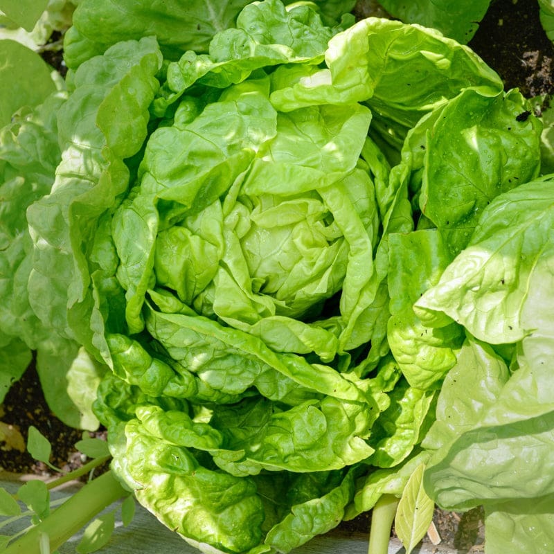 Tennis Ball Lettuce (Heirloom, 50 Days )