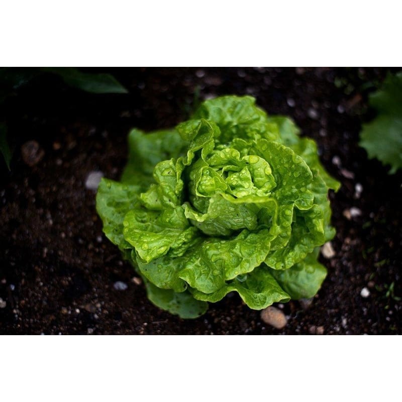 Tom Thumb Lettuce (47 Days)