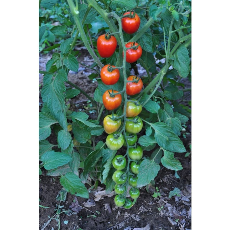 Tomatoberry Garden Tomato (F1 Hybrid, 60 Days)