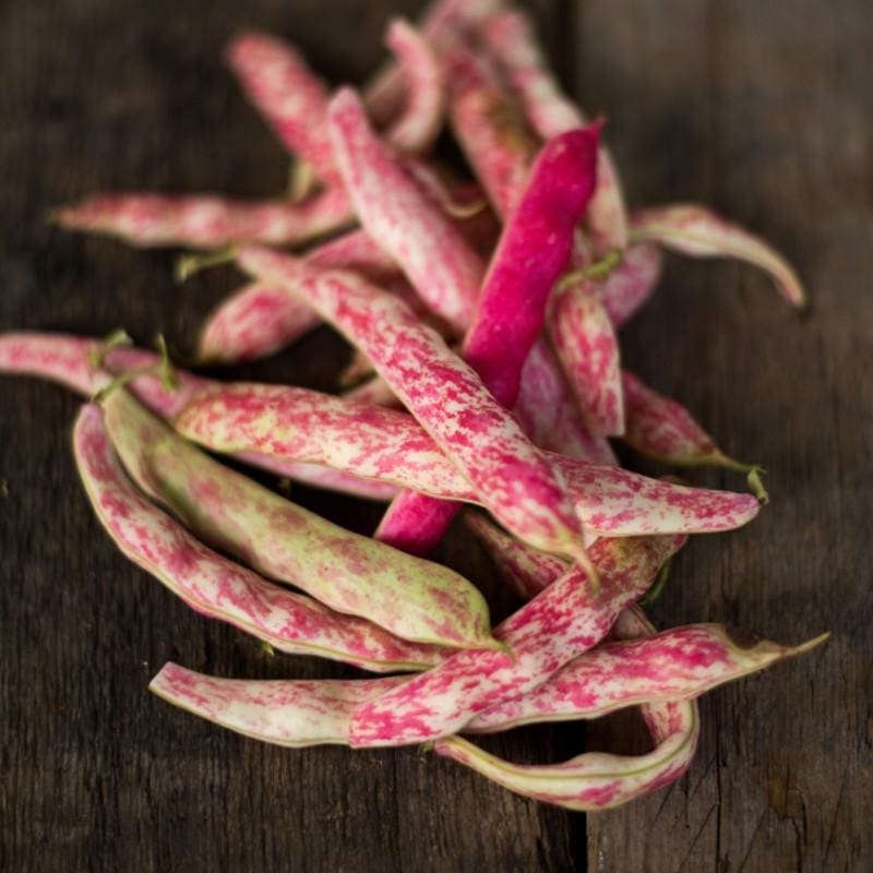 Tongue of Fire Bush Bean (Heirloom 60 Days)