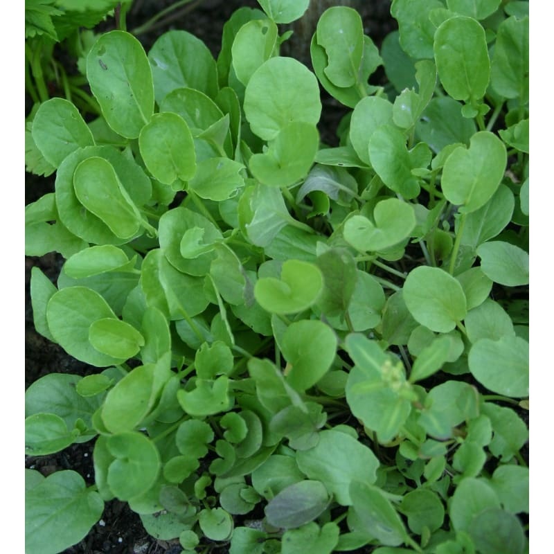 Upland Cress (40 Days)|Default