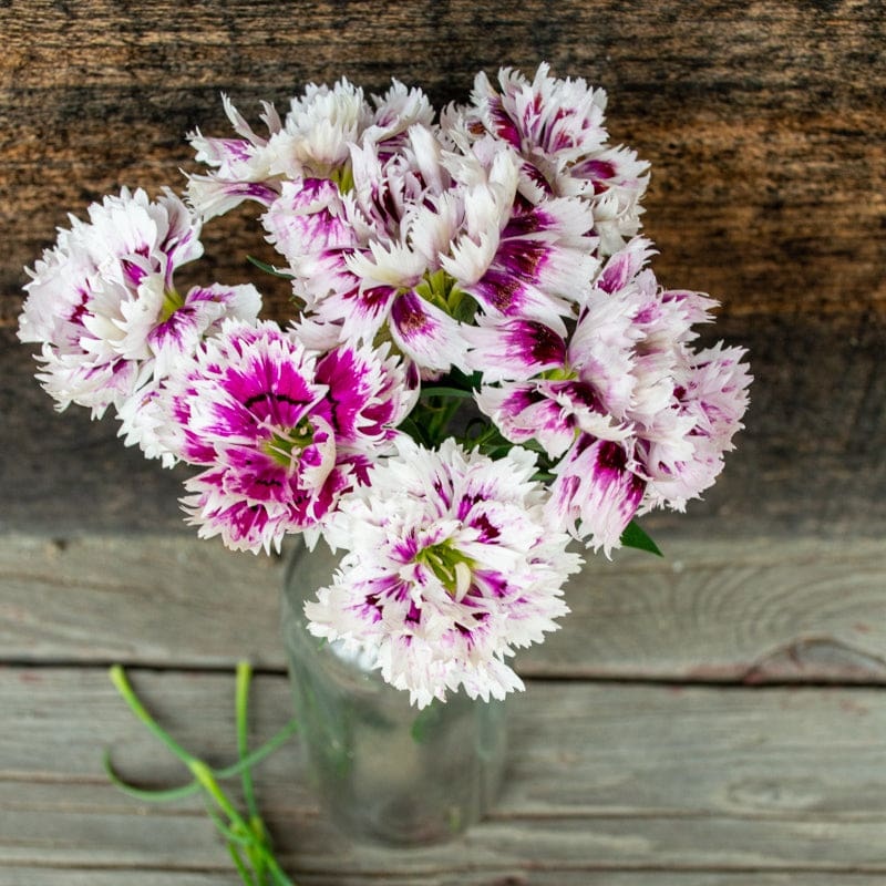 Victoriana Dianthus|Default