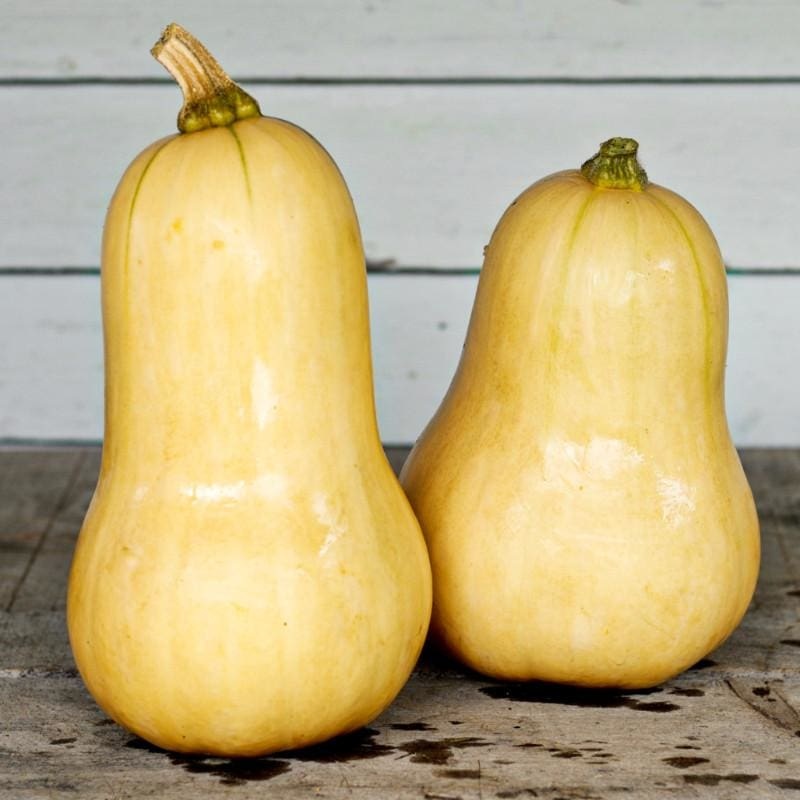 Waltham Butternut Squash (90 Days)