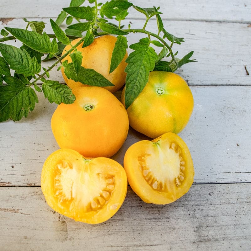 Wapsipinicon Peach Tomato ( 78 Days)