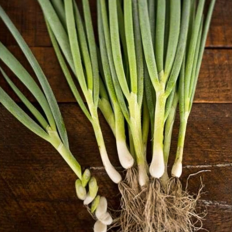 Warrior Bunching Onion (60 Days)